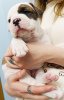 Additional photos: American Bulldog puppies for sale