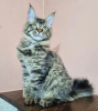 Photo №2 to announcement № 87566 for the sale of maine coon - buy in United States private announcement