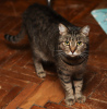 Additional photos: Young cat Masyanya is looking for a family.