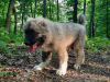 Photo №2 to announcement № 11224 for the sale of caucasian shepherd dog - buy in Ukraine private announcement, from nursery