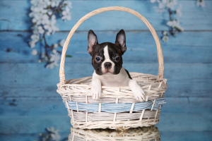 Photo №3. Free for sale girl boston terrier.. Russian Federation