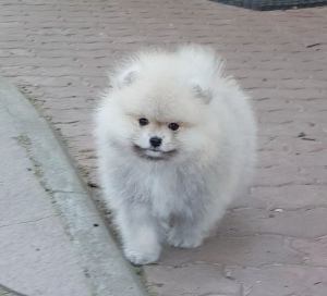 Photo №4. I will sell german spitz in the city of St. Petersburg. breeder - price - 195$