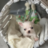Photo №4. I will sell chihuahua in the city of Wyoming.  - price - 300$