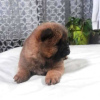 Additional photos: Chow Chow puppies