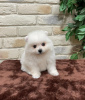 Photo №1. pomeranian - for sale in the city of Toulouse | negotiated | Announcement № 17342