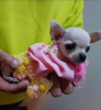 Additional photos: Princess Mini Chihuahuas