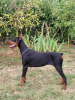 Photo №1. dobermann - for sale in the city of Obrenovac | 1268$ | Announcement № 114628