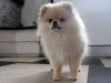 Additional photos: Pomeranian girl, standard