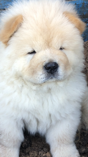 Photo №3. Chow Chow Puppies. Russian Federation