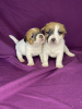 Photo №1. jack russell terrier - for sale in the city of Minsk | 415$ | Announcement № 89545