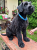 Additional photos: Giant Schnauzer puppies (3 months)