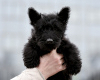 Photo №4. I will sell scottish terrier in the city of Minsk.  - price - negotiated