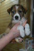 Photo №3. Cute puppies in good hands. Russian Federation