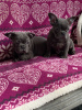 Photo №2 to announcement № 106735 for the sale of french bulldog - buy in Germany private announcement