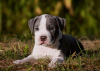 Photo №2 to announcement № 11541 for the sale of american staffordshire terrier - buy in Russian Federation breeder