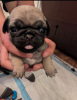 Photo №2 to announcement № 121733 for the sale of pug - buy in Italy breeder