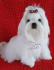 Photo №3. Grown baby - Maltese boy, super quality. Ukraine