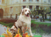 Photo №1. australian shepherd - for sale in the city of Krakow | 1902$ | Announcement № 121527