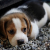 Additional photos: Fantastic litter of beagle puppies