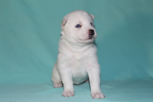 Photo №2 to announcement № 4397 for the sale of siberian husky - buy in Russian Federation breeder