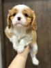 Photo №4. I will sell cavalier king charles spaniel in the city of Minsk. from nursery, breeder - price - 740$