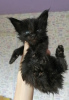 Photo №1. maine coon - for sale in the city of Рославль | negotiated | Announcement № 60080
