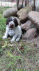Photo №4. I will sell lagotto romagnolo in the city of Augustów. breeder - price - 951$