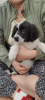 Additional photos: Amazing Border Collie / Karakachan puppies