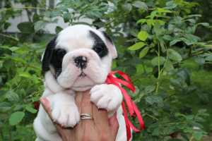 Photo №2 to announcement № 3263 for the sale of english bulldog - buy in Russian Federation breeder