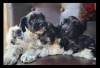 Photo №2 to announcement № 126982 for the sale of giant schnauzer - buy in Germany private announcement