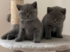 Photo №2 to announcement № 122103 for the sale of british shorthair - buy in United States 