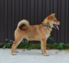 Photo №1. shiba inu - for sale in the city of Kragujevac | negotiated | Announcement № 115743