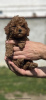 Additional photos: Little red poodle