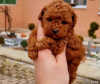 Photo №1. poodle (toy) - for sale in the city of Werbass | negotiated | Announcement № 93844