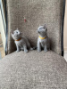 Photo №1. russian blue - for sale in the city of Münster | 264$ | Announcement № 122582