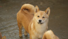 Photo №1. shiba inu - for sale in the city of Subotica | 740$ | Announcement № 91672