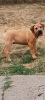 Photo №4. I will sell english mastiff in the city of Belgrade.  - price - 317$