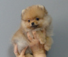 Photo №1. pomeranian - for sale in the city of Tbilisi | negotiated | Announcement № 126813