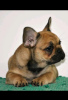 Additional photos: French bulldog fluffy