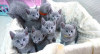 Photo №1. russian blue - for sale in the city of Братислава | 264$ | Announcement № 117067