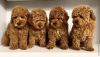 Photo №1. poodle (toy) - for sale in the city of Дублин | 423$ | Announcement № 58336