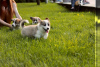 Additional photos: I offer for sale super gorgeous welsh corgi babies) there are 2 girls and 1 boy.