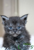 Photo №2 to announcement № 9567 for the sale of maine coon - buy in Russian Federation private announcement, from nursery, breeder