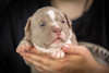 Photo №1. american bully - for sale in the city of Москва | 1692$ | Announcement № 54828