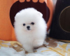 Photo №2 to announcement № 48908 for the sale of pomeranian - buy in Germany private announcement