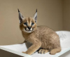 Photo №1. caracal - for sale in the city of Bern | negotiated | Announcement № 120133