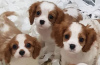 Photo №2 to announcement № 18621 for the sale of cavalier king charles spaniel - buy in Netherlands private announcement