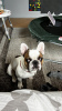 Additional photos: 1.5 years old French Bulldog