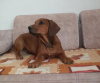 Photo №3. Rhodesian Ridgeback female ZKWP/FCI. Poland