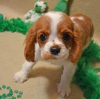Photo №1. cavalier king charles spaniel - for sale in the city of Vienna | 317$ | Announcement № 75987